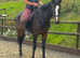 Reduced - Class Quality Filly  / Easy summer project