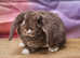 Mini Plush Lop Baby Rabbit - last one to reserve
