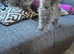 Last 2 Stunning Siberian kittens ready to leave!
