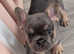 Gorgeous litter of 5 French Bulldog Puppies