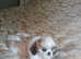 Shih tzu puppies