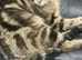 Kittens ready now