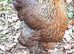 Gold Partridge Brahma Hatching Eggs x 6