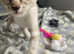 Beautiful siamese crossed oriental kittens