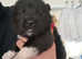 American akita puppies