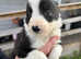 Litter of 8 border collies for sale