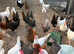 POL Hens