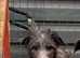 Deerhound female