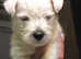 Luna+Toby's litter of Westie Pups