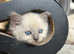Beautiful Ragdoll Kittens Ready in September