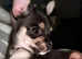 Tiny chihuahua female