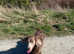 Isabella long hair dachshund stud