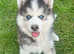 Beautiful f2 pomskies. All blue eyes. Ready. Vet checked