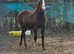 Chestnut yearling filly