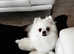 Amazing rare white high class Pom puppies for sale