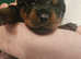 Rottweiler male pups left for sale