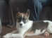Husky akita puppie