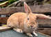 Rabbits avaliable for rehoming