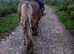 Traditional gypsy cob mare, silver bay, 14.3hh