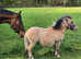 Shetland gelding born May 1st 2023