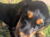 Female cocker spaniel