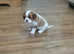 (Health tested) Cavalier puppies