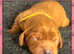 Beautiful KC reg Cavalier King Charles Spaniels