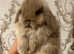 Gorgeous Mini Lop Baby's