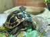 Various tortoises available at Birmingham Reptiles