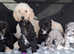 Beautiful borderdoodle / colliepoo puppies.