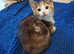 Ocicat x norwegian forest 3 females tortie/calico