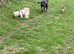 Cane Coro cross