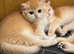 SOLD New Litters Available GCCF Registered British Shorthair Chocolate Golden Kittens All Reserved New Litters Available