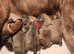 Cane Corso puppies