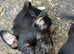Puppies ready to go now 75% griffon Bruxellois 25% Chihuahua  7 weeks old for sale