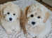 Coton de Tulear cross Toy poodle/ Cotonoodle/Cotonpoo