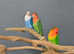 Baby Love birds,17