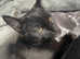 Domestic black kitten