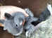 Argent bleu baby rabbits - 1 left