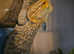 Bearded dragon