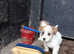 Sealyham x Jack Russell terrier