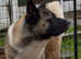 AKITA GIRL (American Akita)
