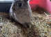 Pretty Netherland dwarf female looking for 5* home.