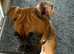 9 month old kc reg bobtail boxer female