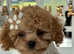 Stunning Asian teddy poodles