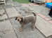 Esta bedlingron terrier x poodle