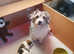 Beautiful female Norfolk Terrier X Sporting Lucas