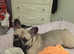 Looking to rehome my french bulldogs not related