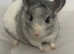 Female chinchilla -tame- mosaic colour