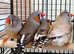 Zebra Finches,17